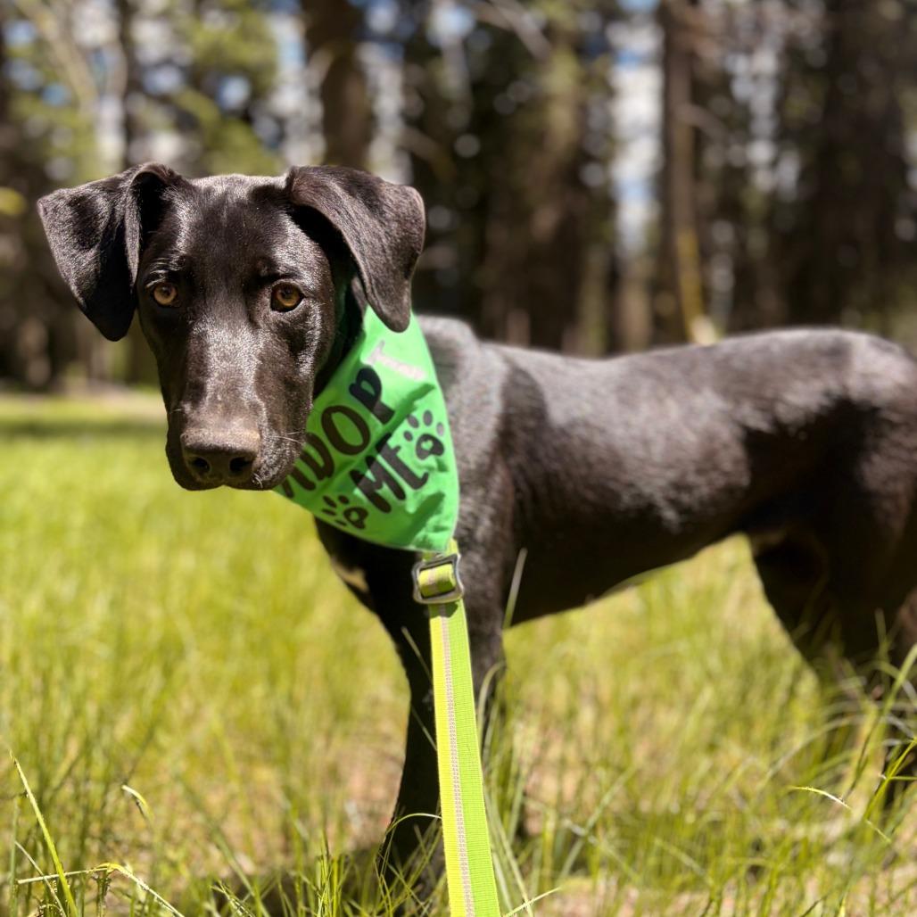 Squirtle, a Adoptable Mixed Breed in Hailey, ID image 3/6