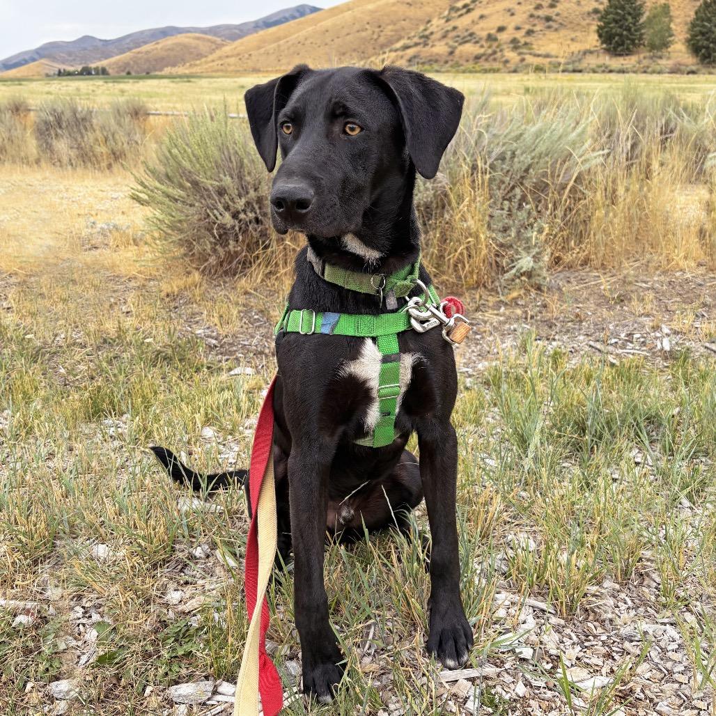 Enlarge Turtle, a Adoptable Mixed Breed in Hailey, ID image 4/6