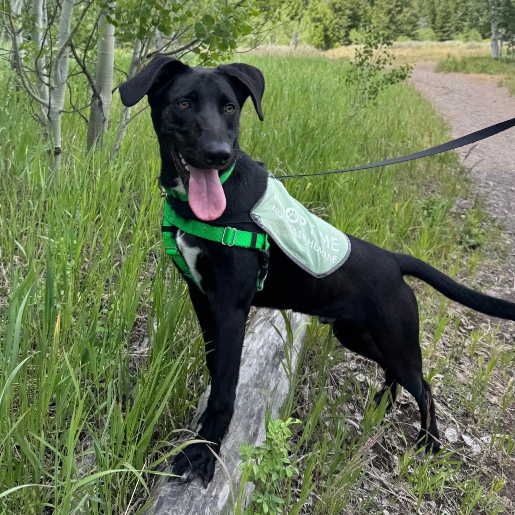Squirtle, a Adoptable Mixed Breed in Hailey, ID image 4/6
