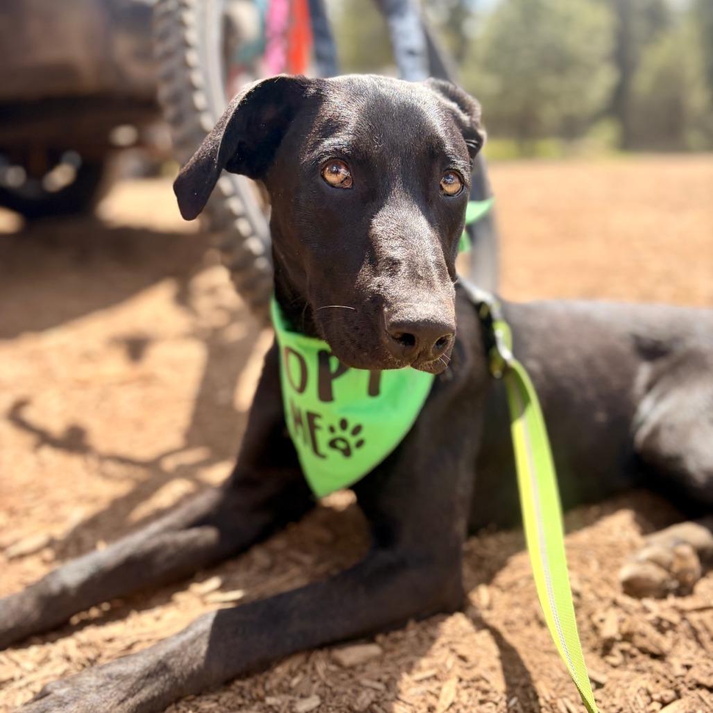 Squirtle, a Adoptable Mixed Breed in Hailey, ID image 5/6