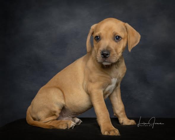 Frito, ADOPTABLE, Puppy Male Mixed Breed.