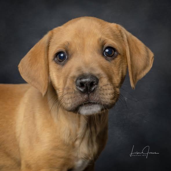 Enlarge Frito, a ADOPTABLE Mixed Breed in Cullman, AL image 2/4