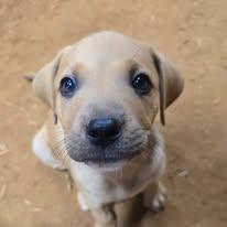 Enlarge Frito, a ADOPTABLE Mixed Breed in Cullman, AL image 4/4