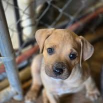Enlarge Frito, a ADOPTABLE Mixed Breed in Cullman, AL image 3/4