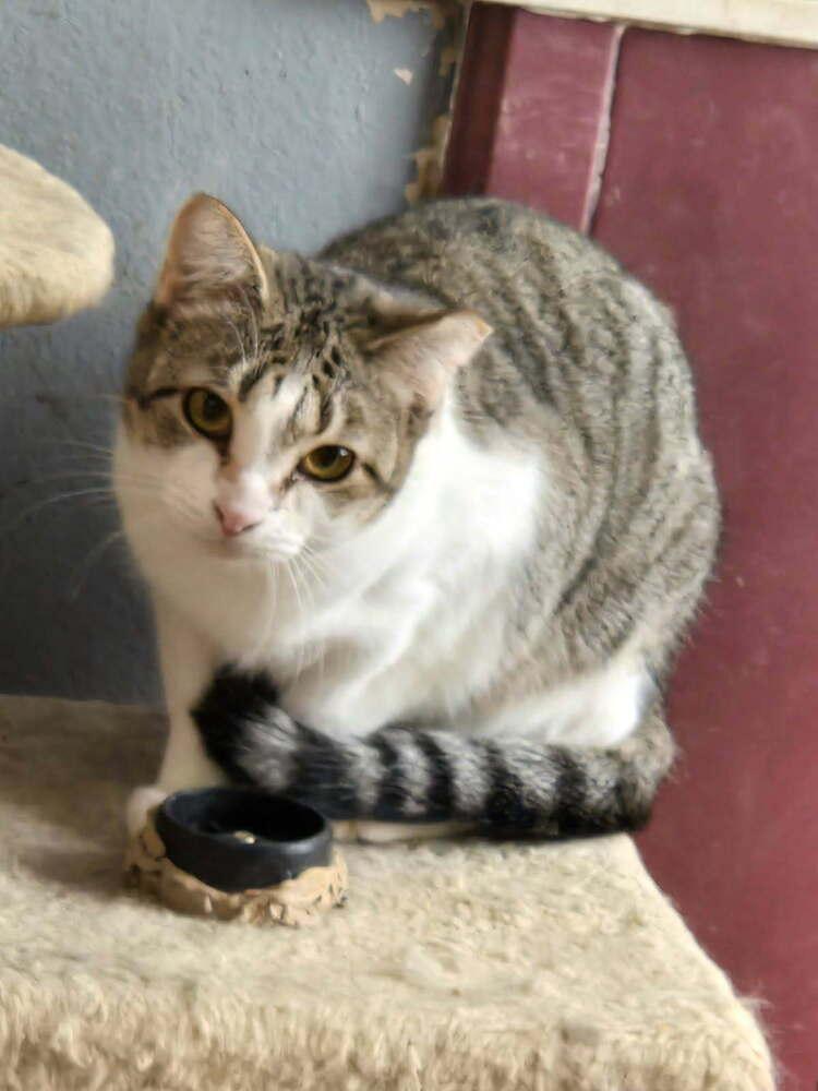 Firecracker, a Adoptable Domestic Short Hair in Covington, LA image 1/2