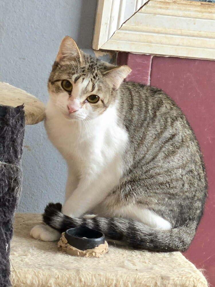 Firecracker, a Adoptable Domestic Short Hair in Covington, LA image 2/2