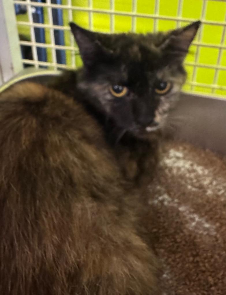 Enlarge Pippa, a Adoptable mixed breed in Fort Myers, FL image 1/1