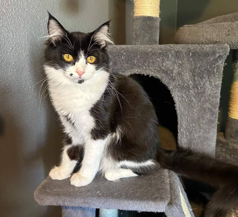 Bowie, Adopted, Kitten Male Domestic Short Hair.