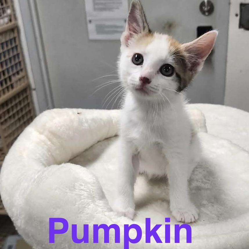 Tawny, Adoptable, Kitten Female American Shorthair.