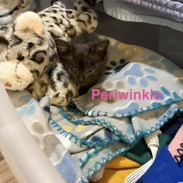 Enlarge Tawny, a Adoptable American Shorthair in Collinsville , OK image 2/5