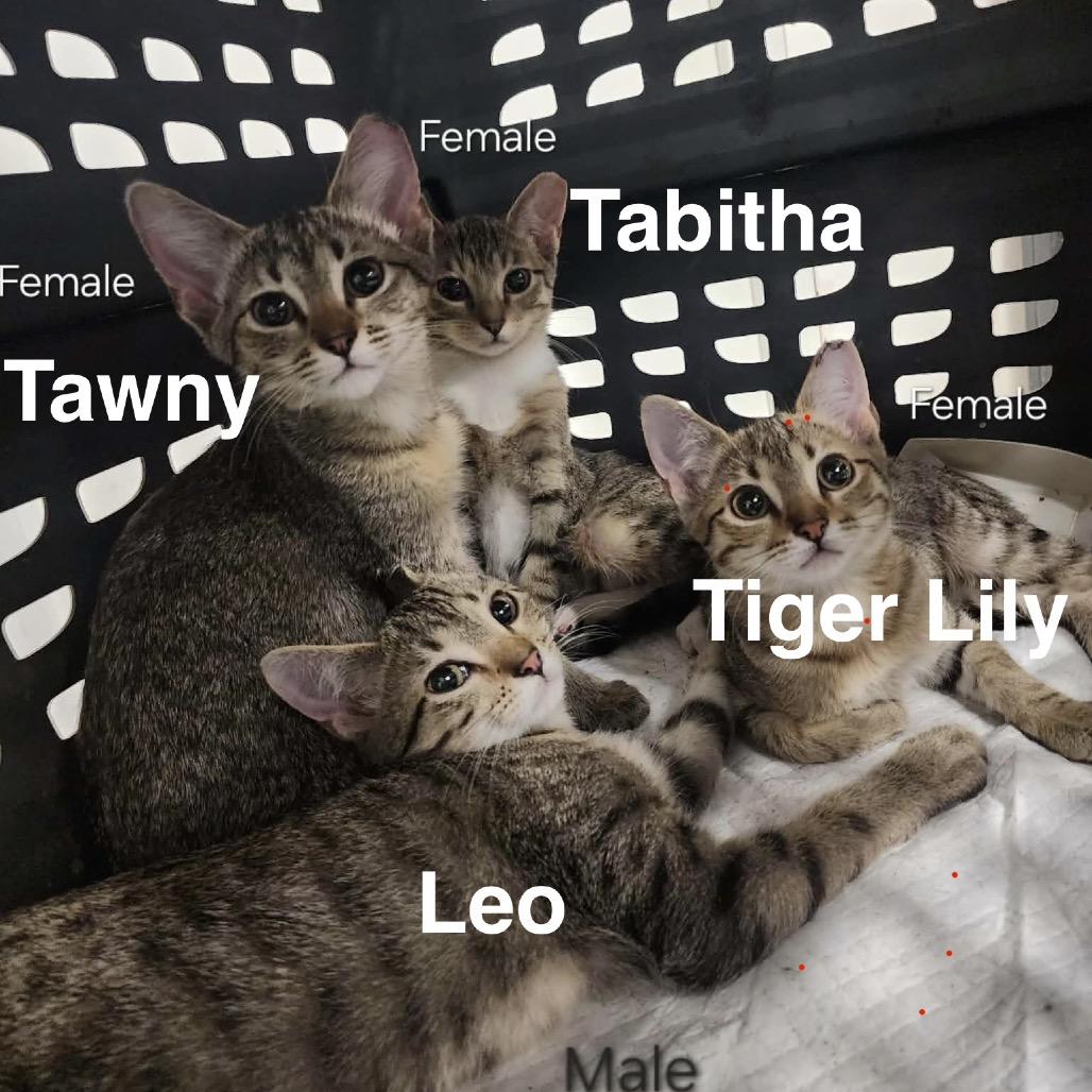 Enlarge Tawny, a Adoptable American Shorthair in Collinsville , OK image 3/5