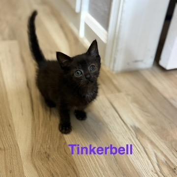 Enlarge Tawny, a Adoptable American Shorthair in Collinsville , OK image 4/5