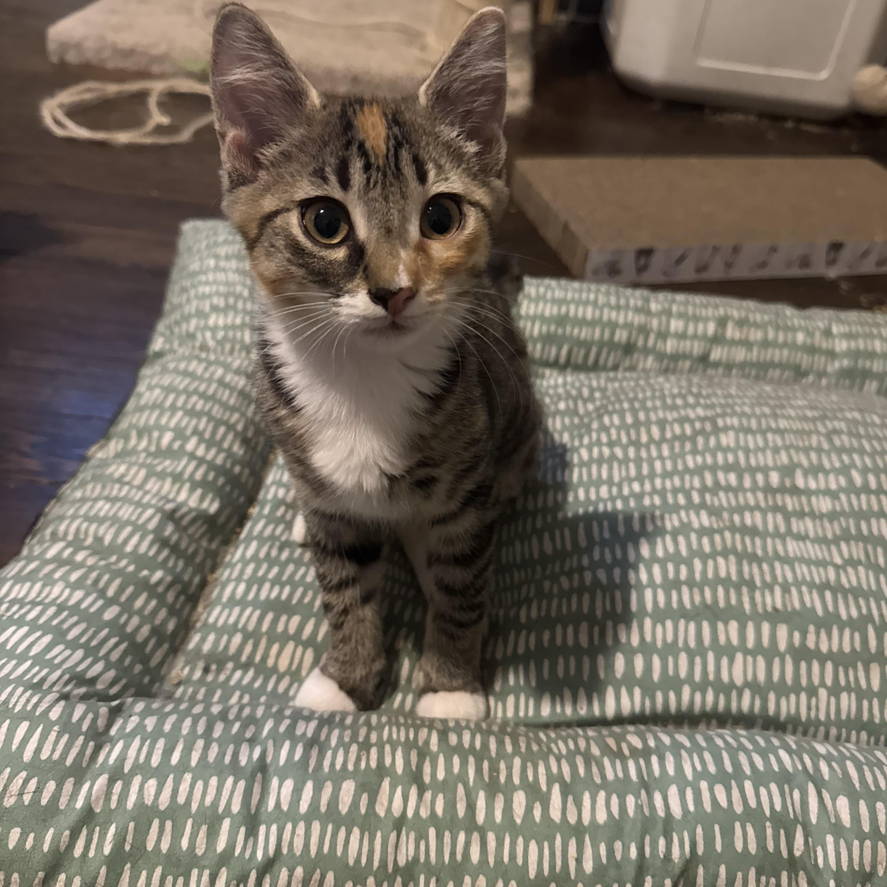 Enlarge Sherri, a Adopted Domestic Short Hair in Westville, NJ image 1/4