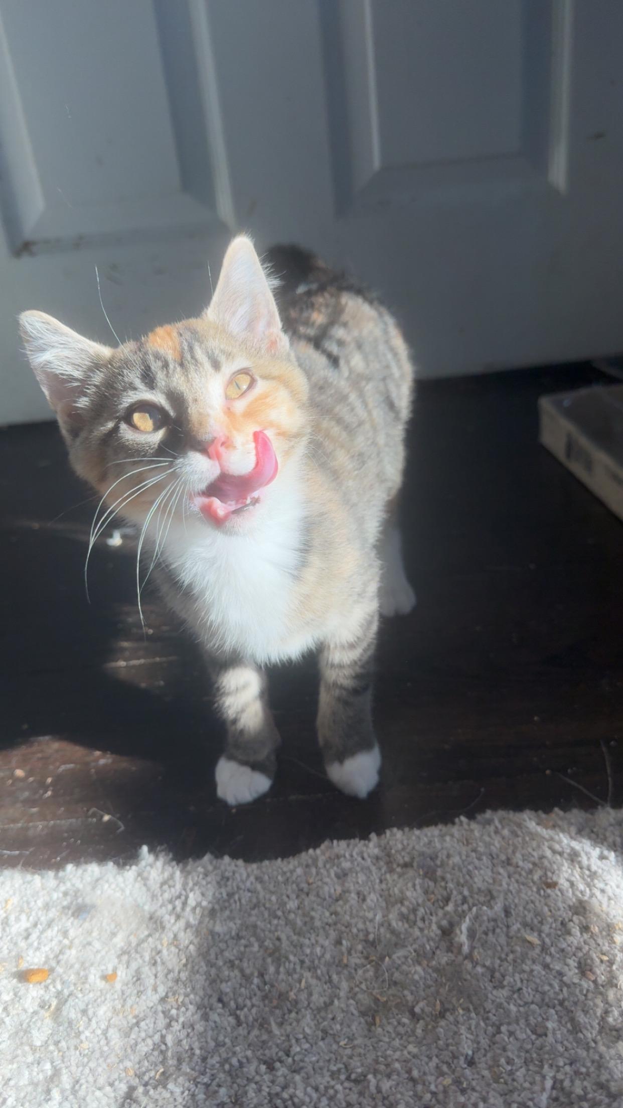 Enlarge Sherri, a Adopted Domestic Short Hair in Westville, NJ image 3/4