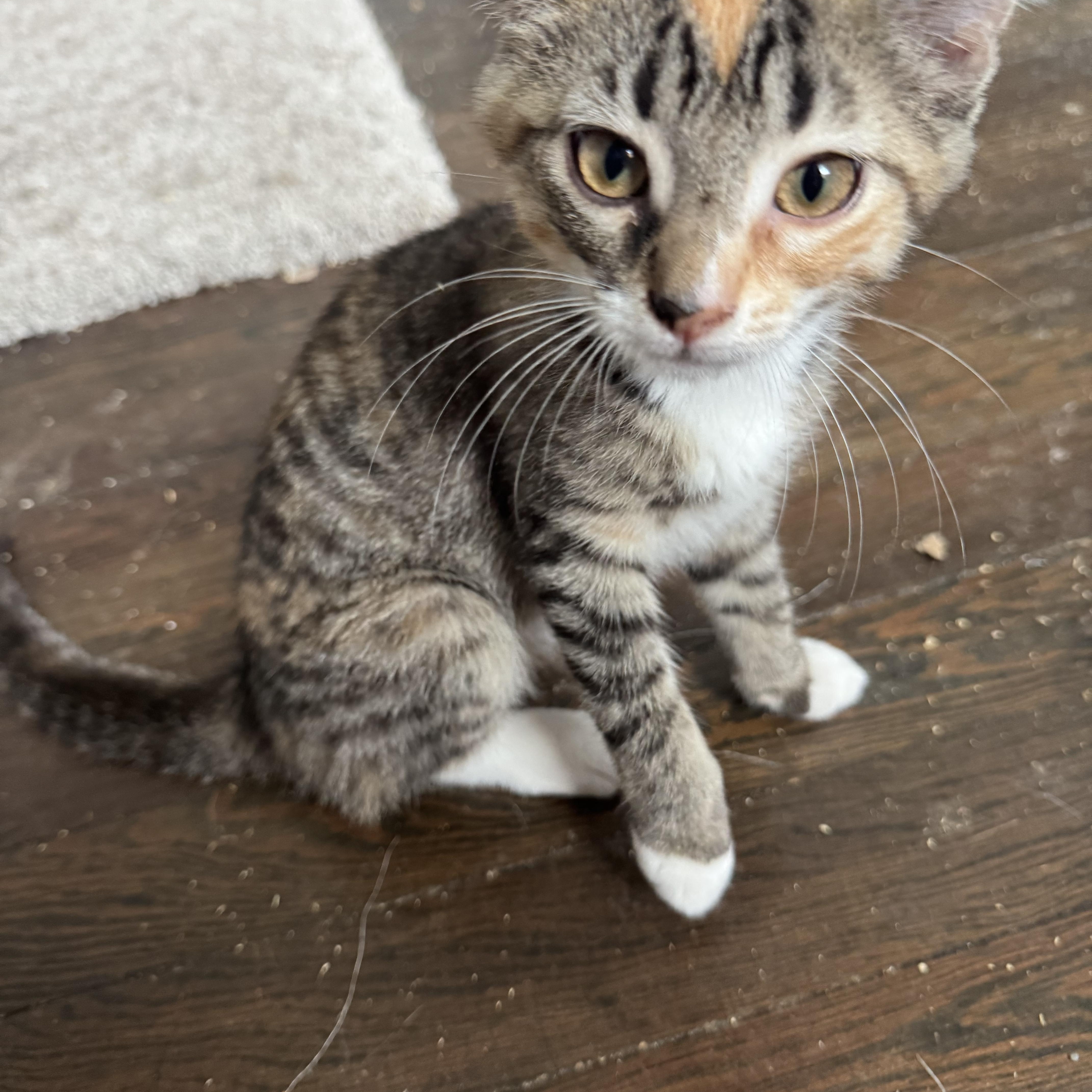 Enlarge Sherri, a Adopted Domestic Short Hair in Westville, NJ image 2/4