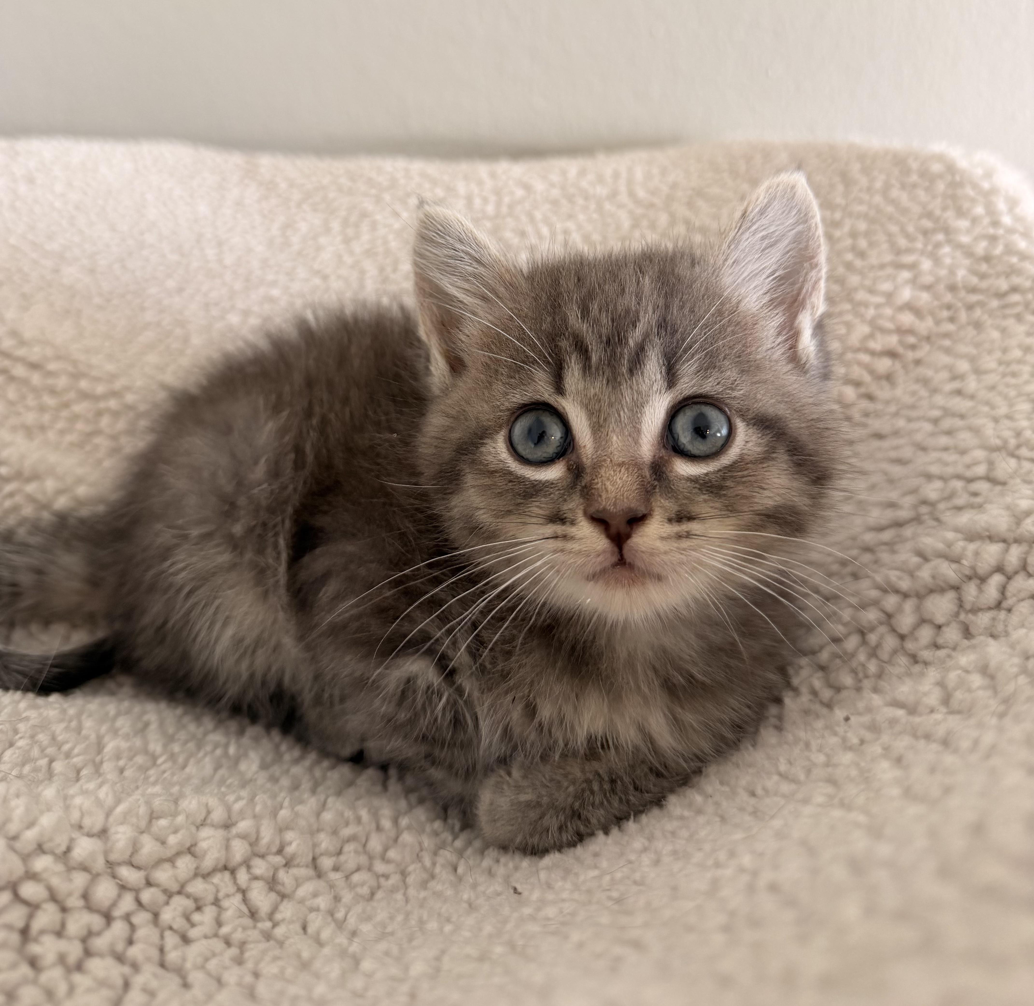 Emory, Adoptable, Kitten Female Domestic Short Hair.