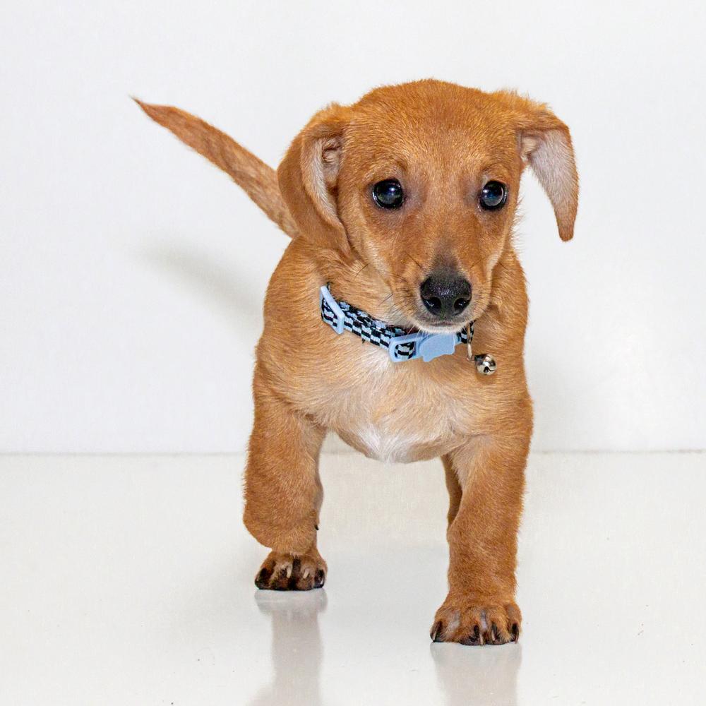 animal shelter teacup weiner dogs for sale near me