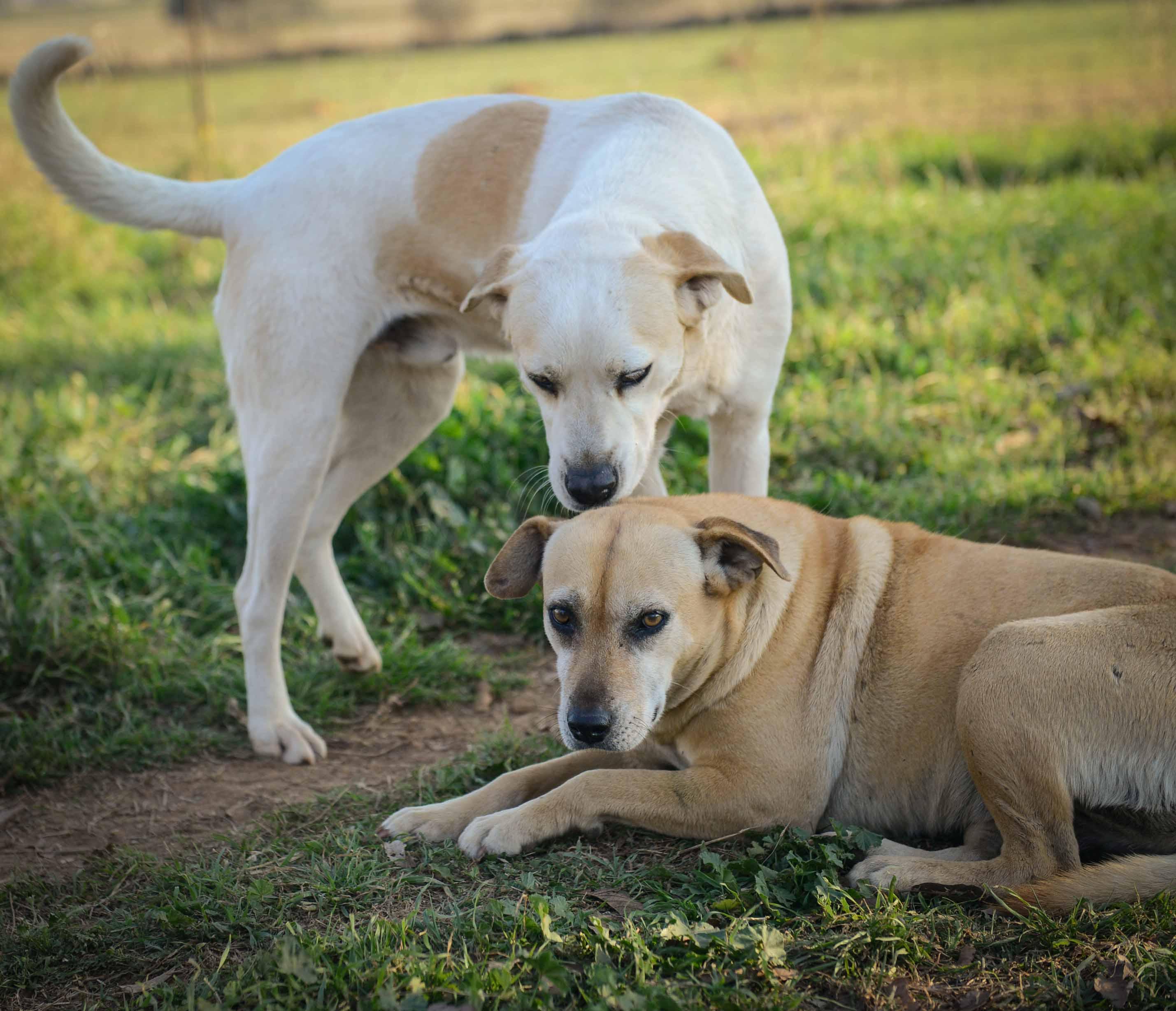 Kike, a Adoptable mixed breed in Bigfoot, TX image 3/6