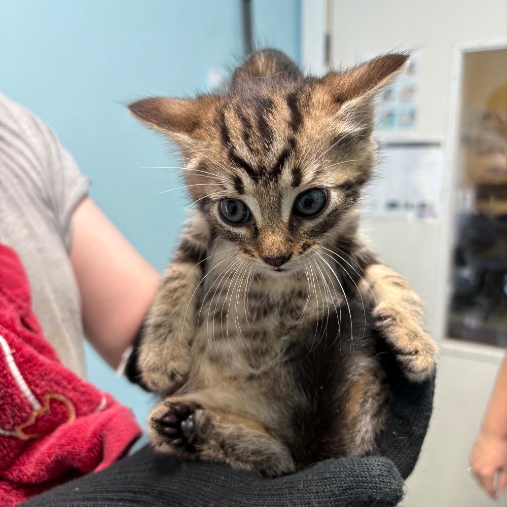 Hawk, Adoptable, Kitten Male Domestic Short Hair.