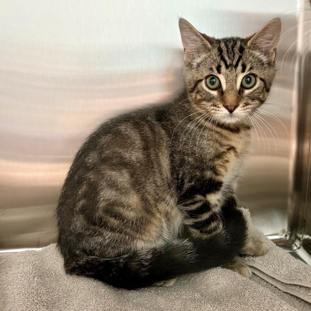 Hawk, a Adoptable Domestic Short Hair in New Fairfield, CT image 2/5