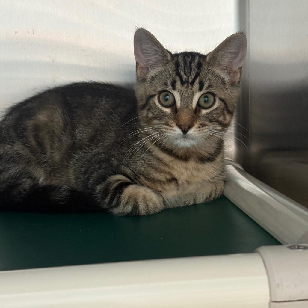 Hawk, a Adoptable Domestic Short Hair in New Fairfield, CT image 3/5