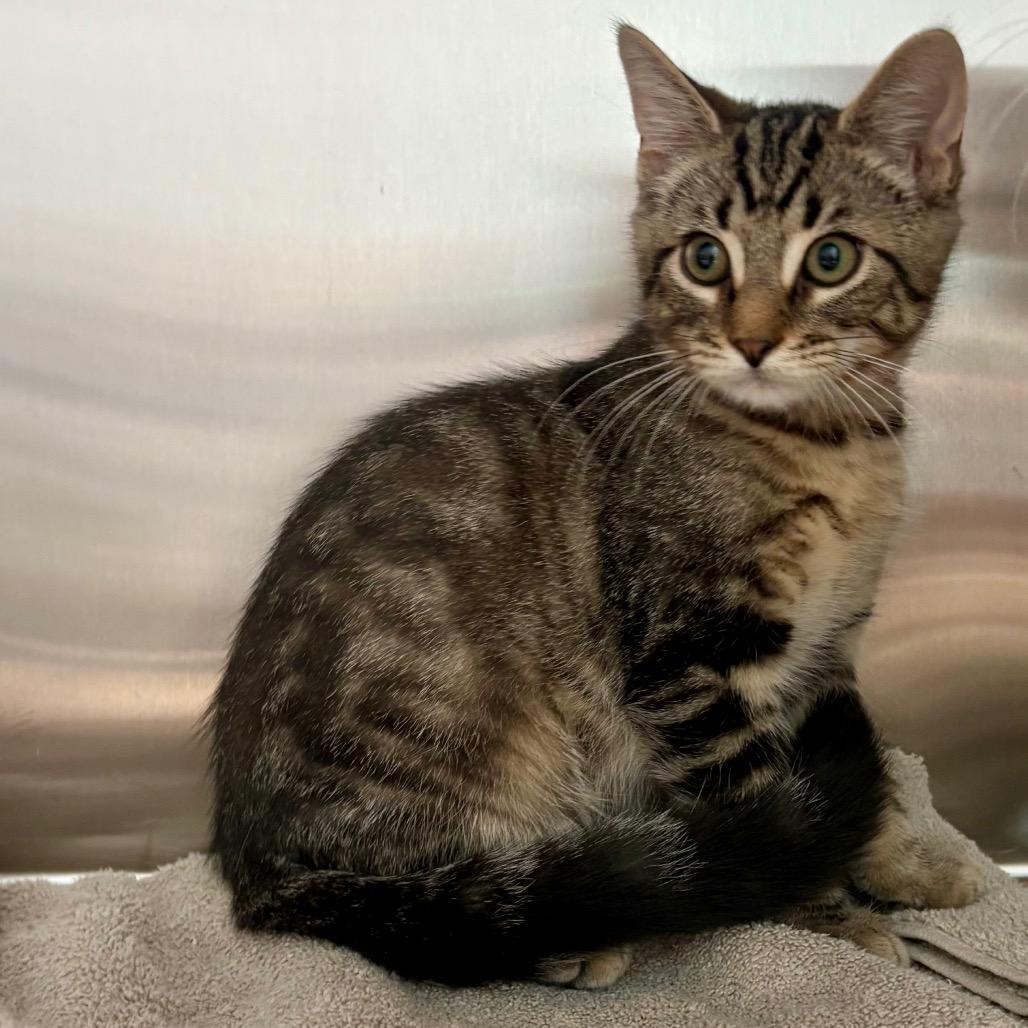Hawk, a Adoptable Domestic Short Hair in New Fairfield, CT image 4/5