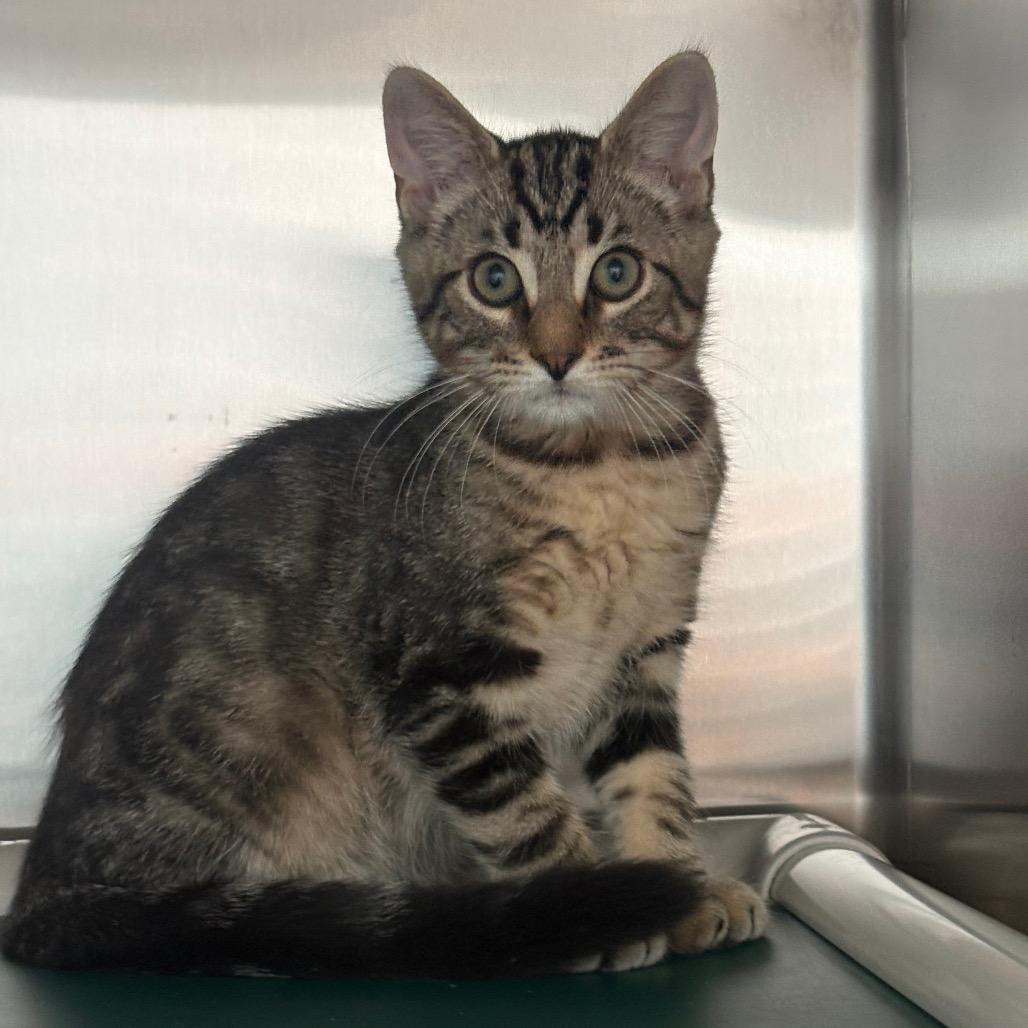 Hawk, a Adoptable Domestic Short Hair in New Fairfield, CT image 5/5