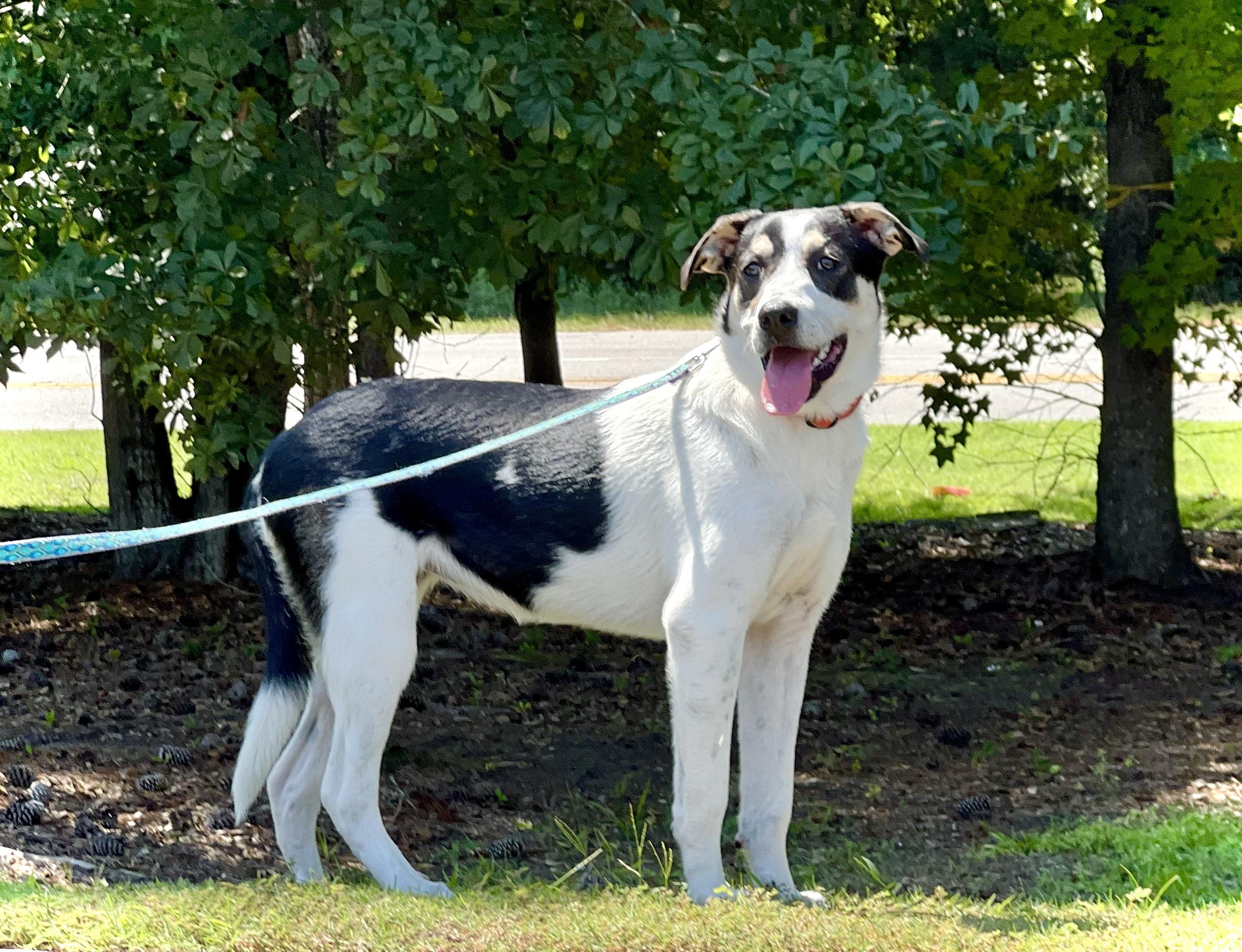 Maya, ADOPTABLE, Young Female Mixed Breed.