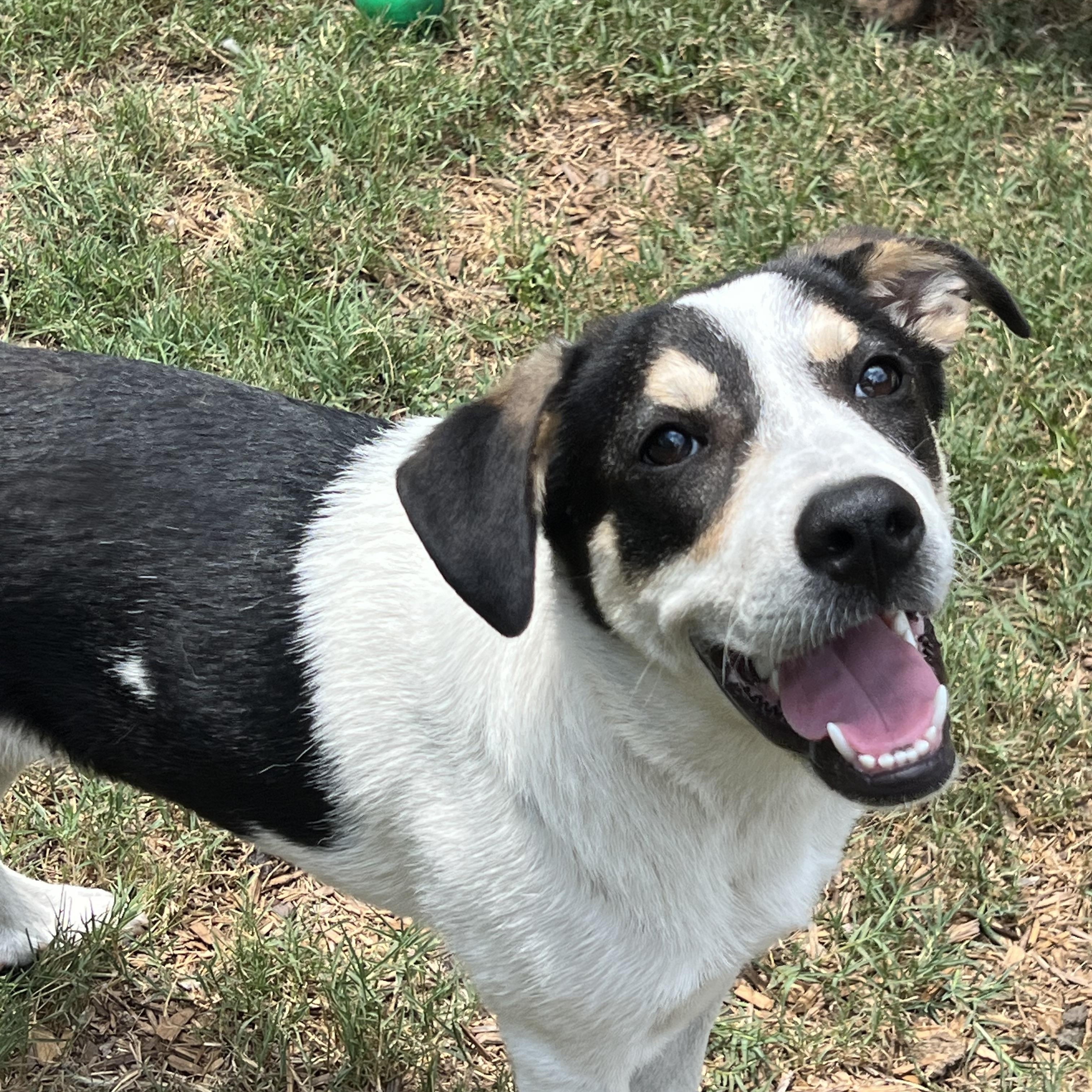 Maya, a ADOPTABLE mixed breed in Mt Pleasant, SC image 1/6