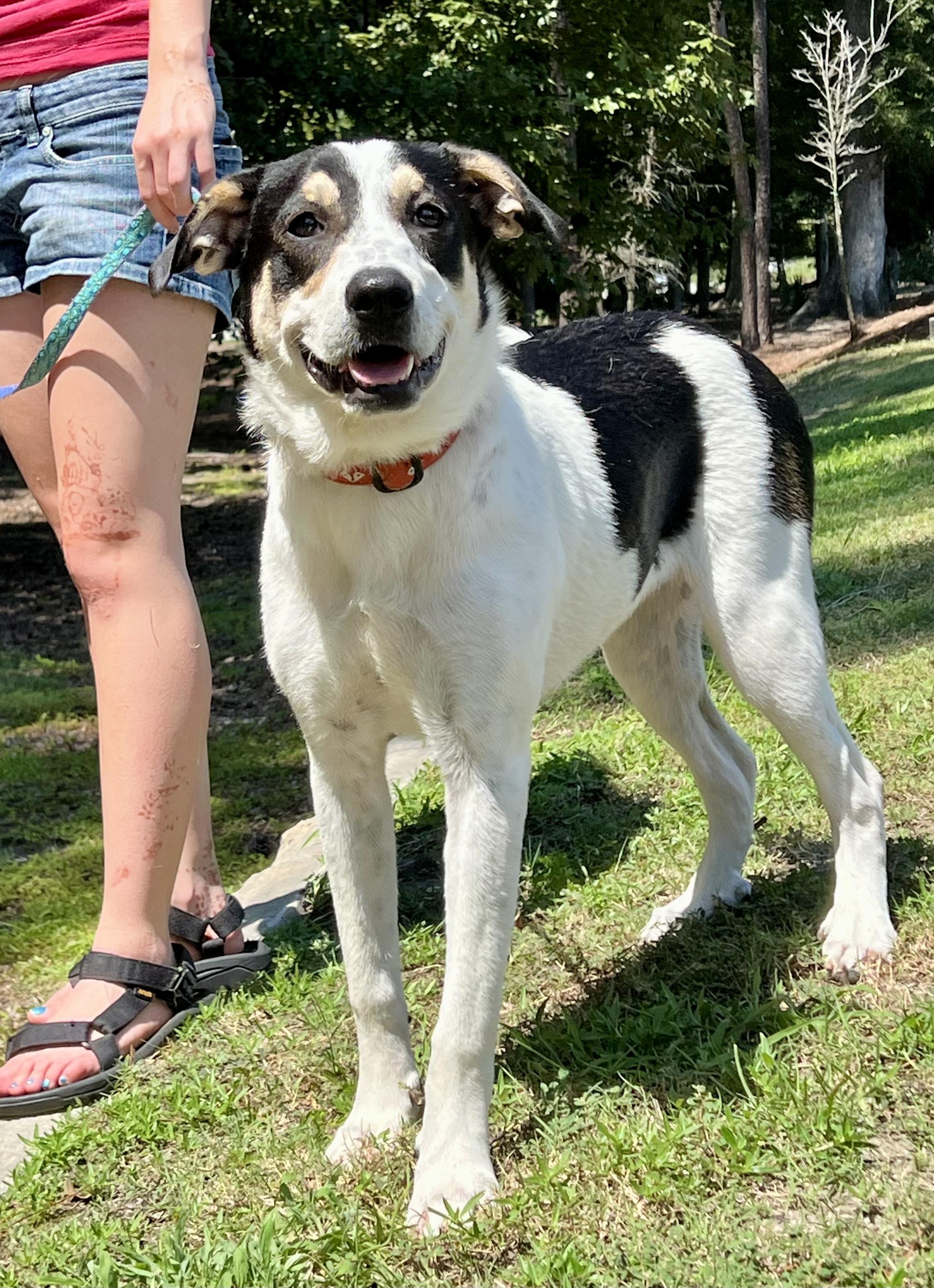 Enlarge Maya, a ADOPTABLE mixed breed in Mt Pleasant, SC image 5/6