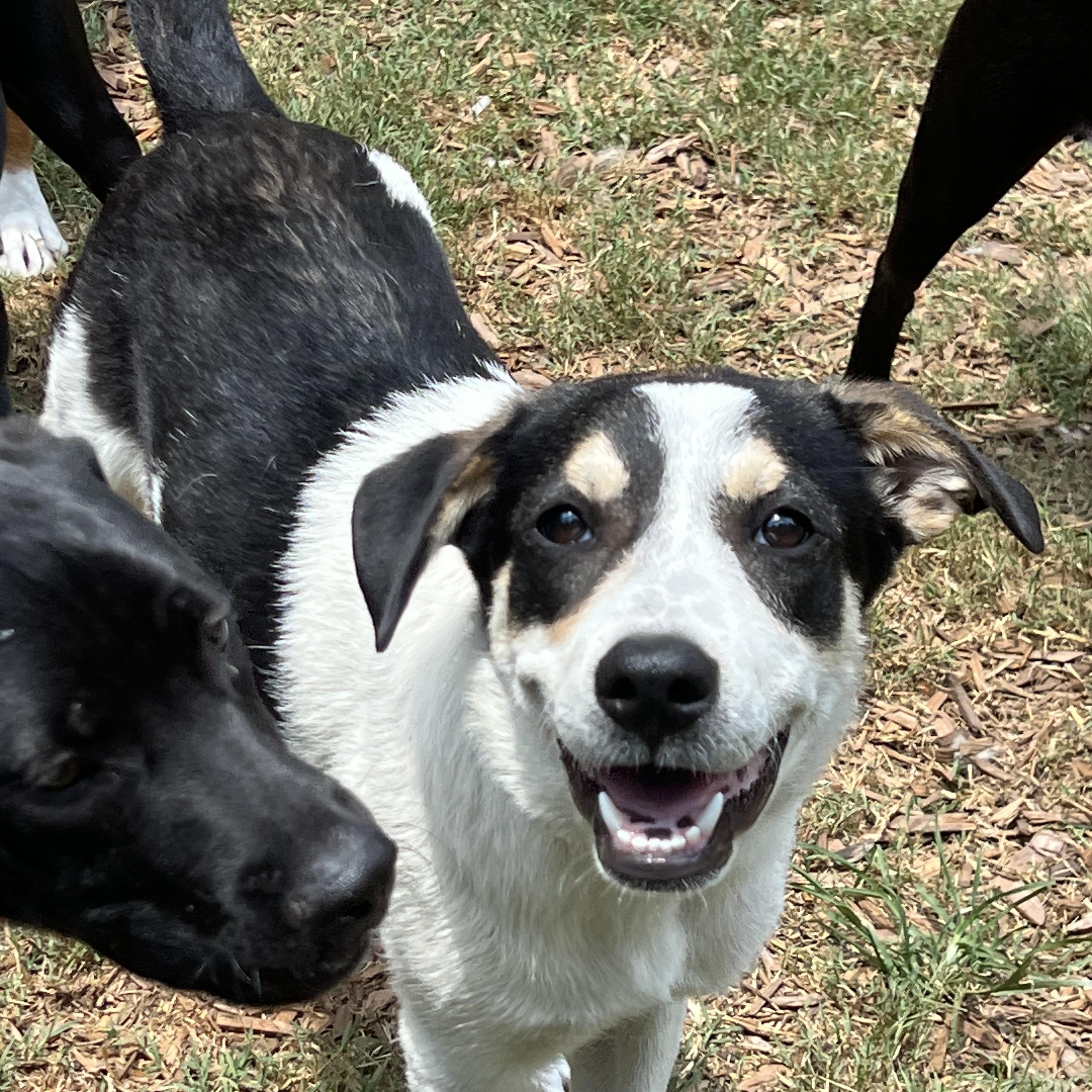 Maya, a ADOPTABLE mixed breed in Mt Pleasant, SC image 4/6