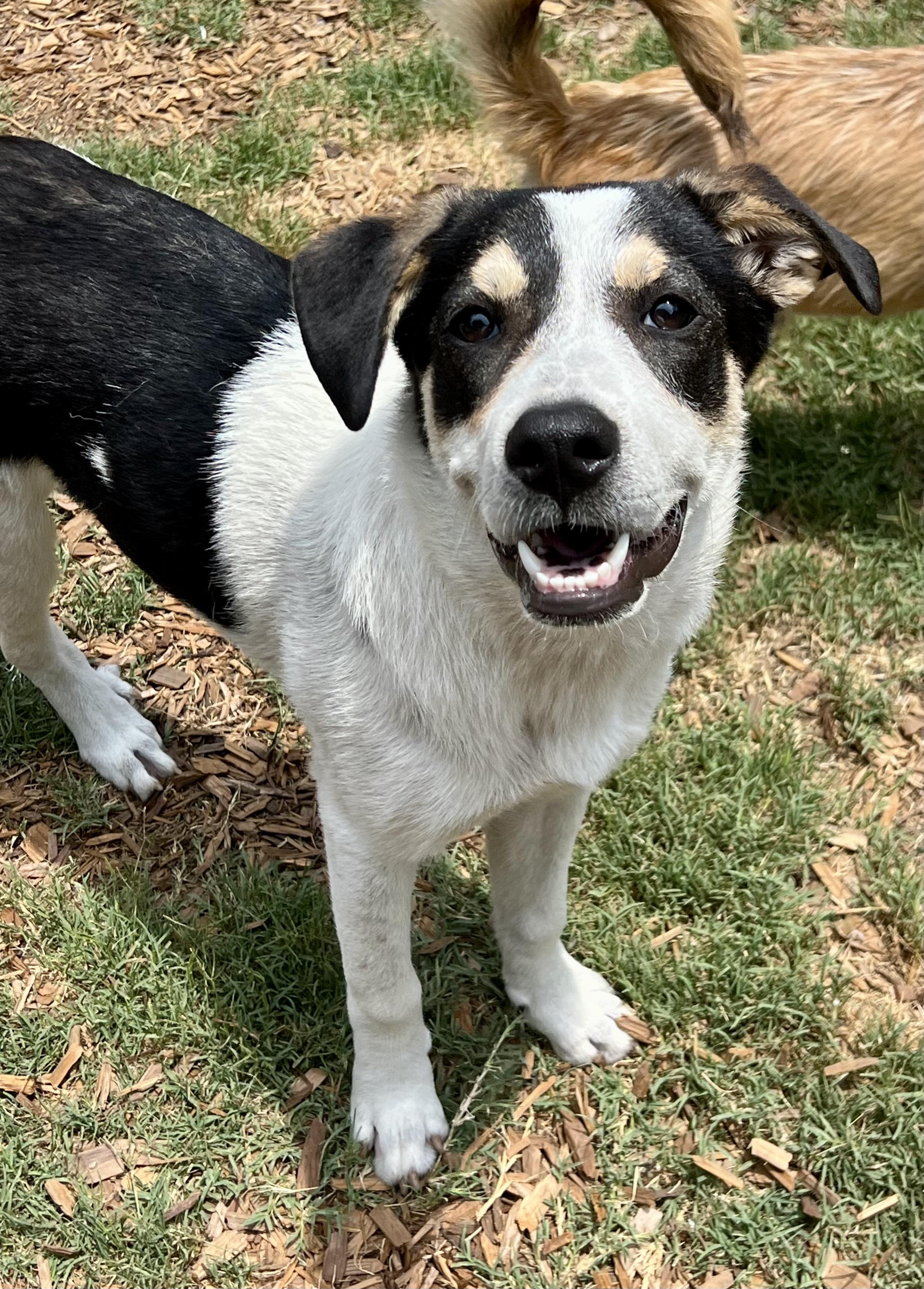 Maya, a ADOPTABLE mixed breed in Mt Pleasant, SC image 5/6