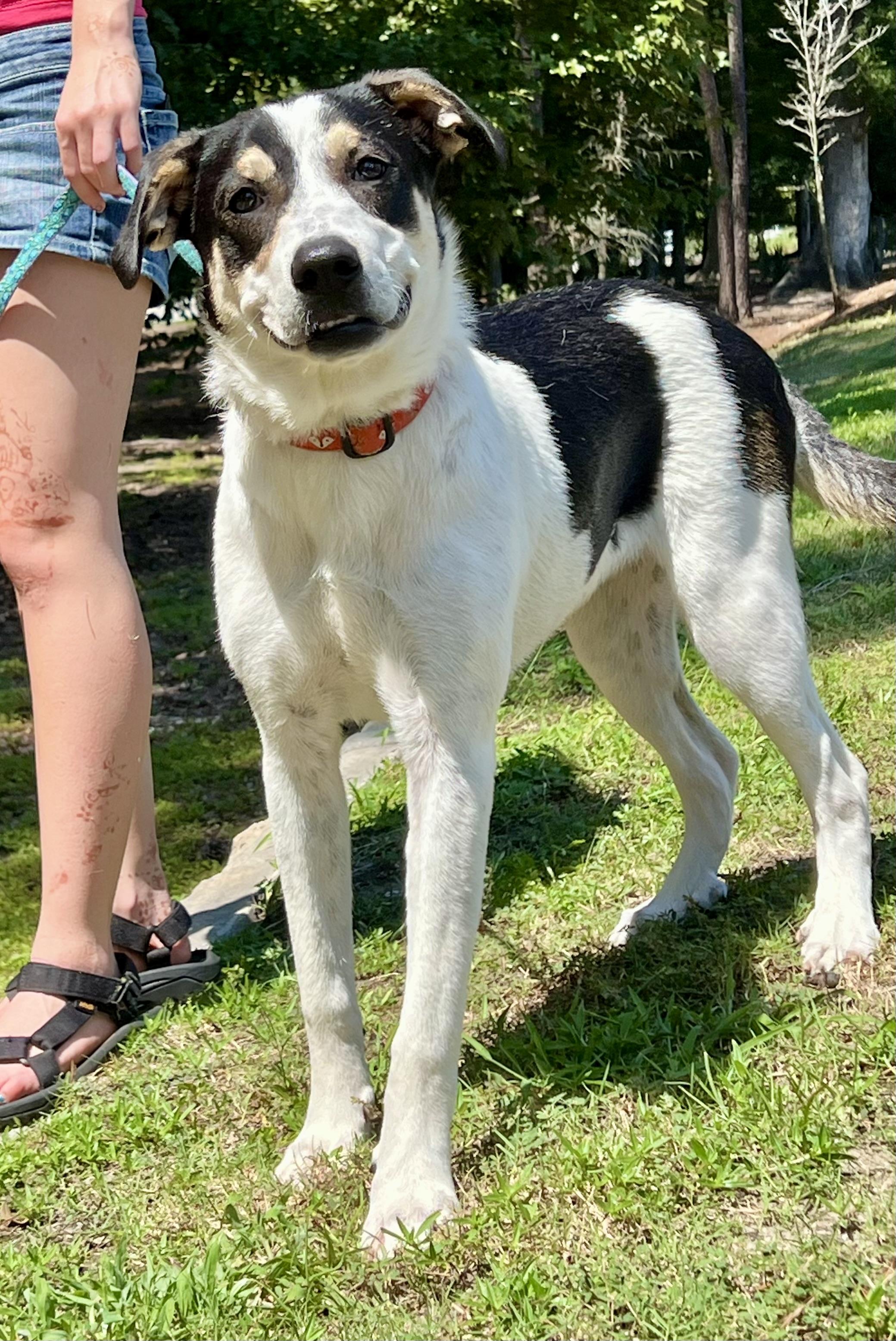 Enlarge Maya, a ADOPTABLE mixed breed in Mt Pleasant, SC image 3/6