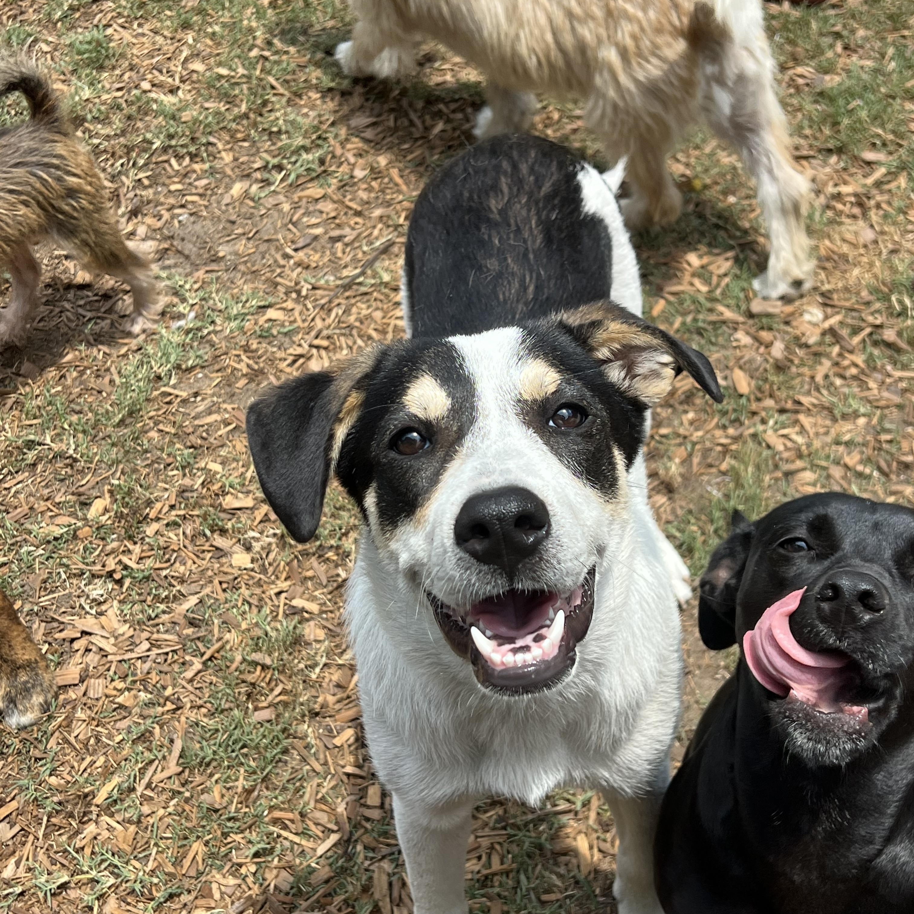 Maya, a ADOPTABLE mixed breed in Mt Pleasant, SC image 3/6