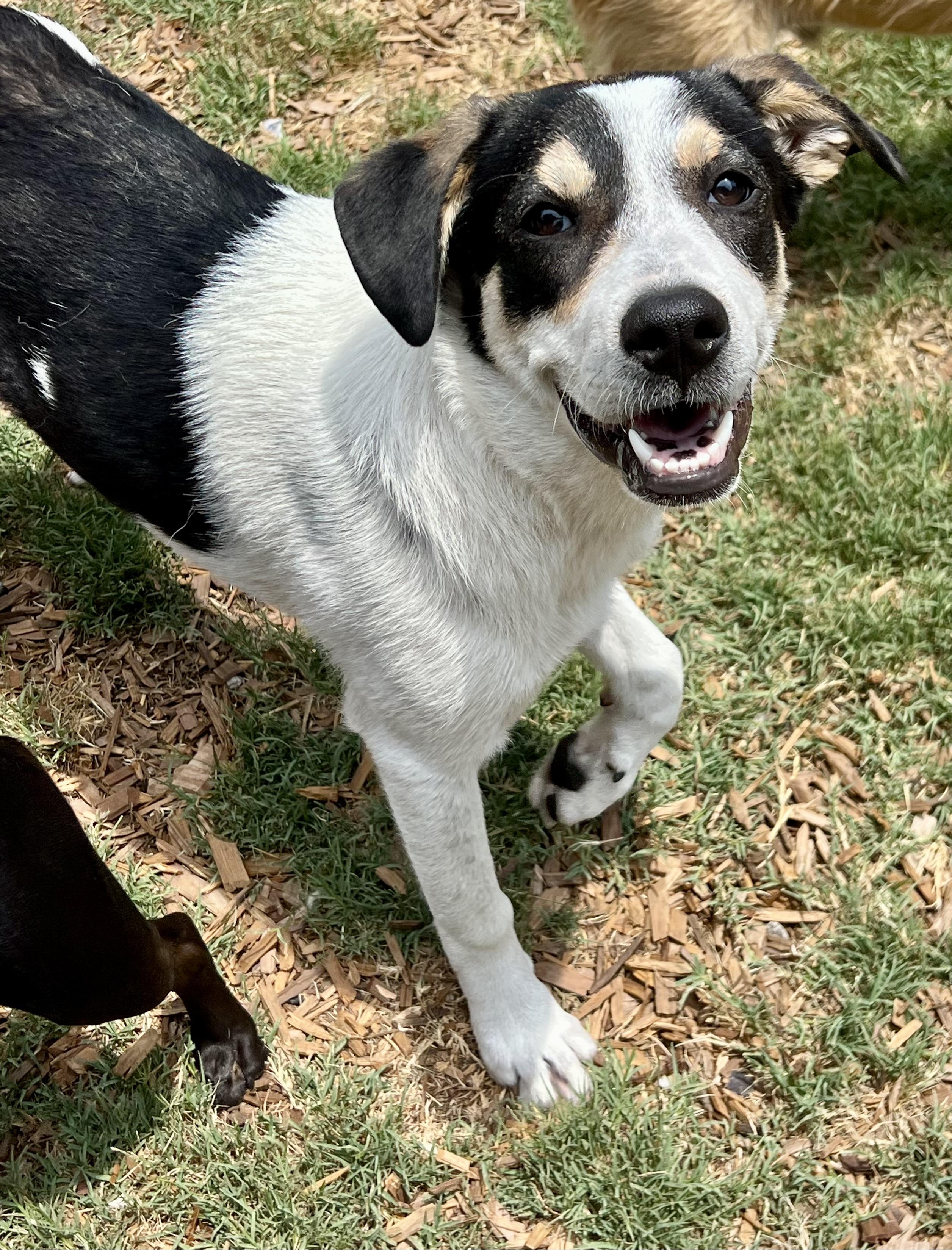 Maya, a ADOPTABLE mixed breed in Mt Pleasant, SC image 2/6