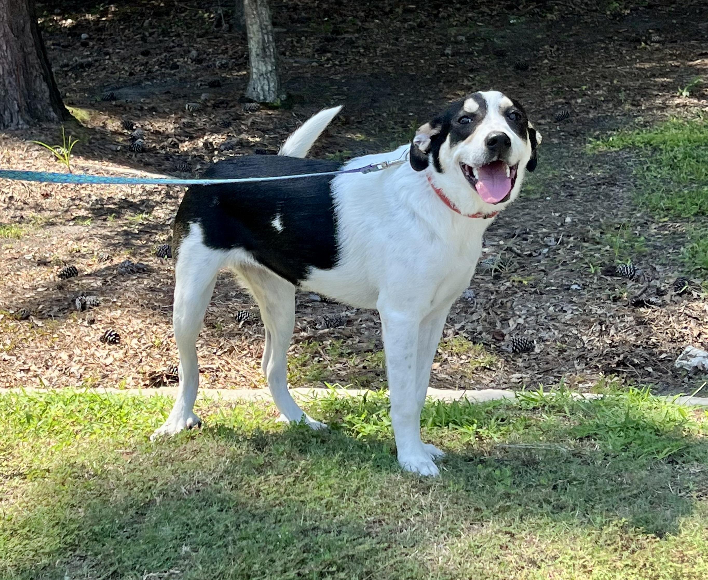 Enlarge Maya, a ADOPTABLE mixed breed in Mt Pleasant, SC image 6/6