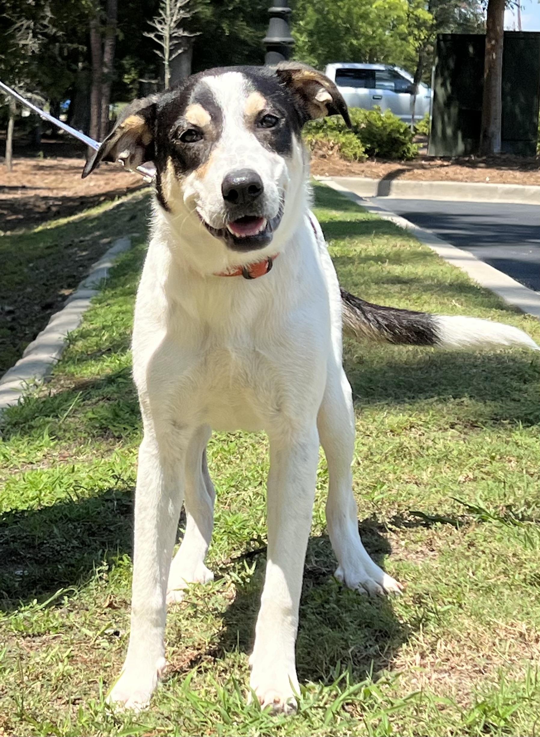 Enlarge Maya, a ADOPTABLE mixed breed in Mt Pleasant, SC image 4/6