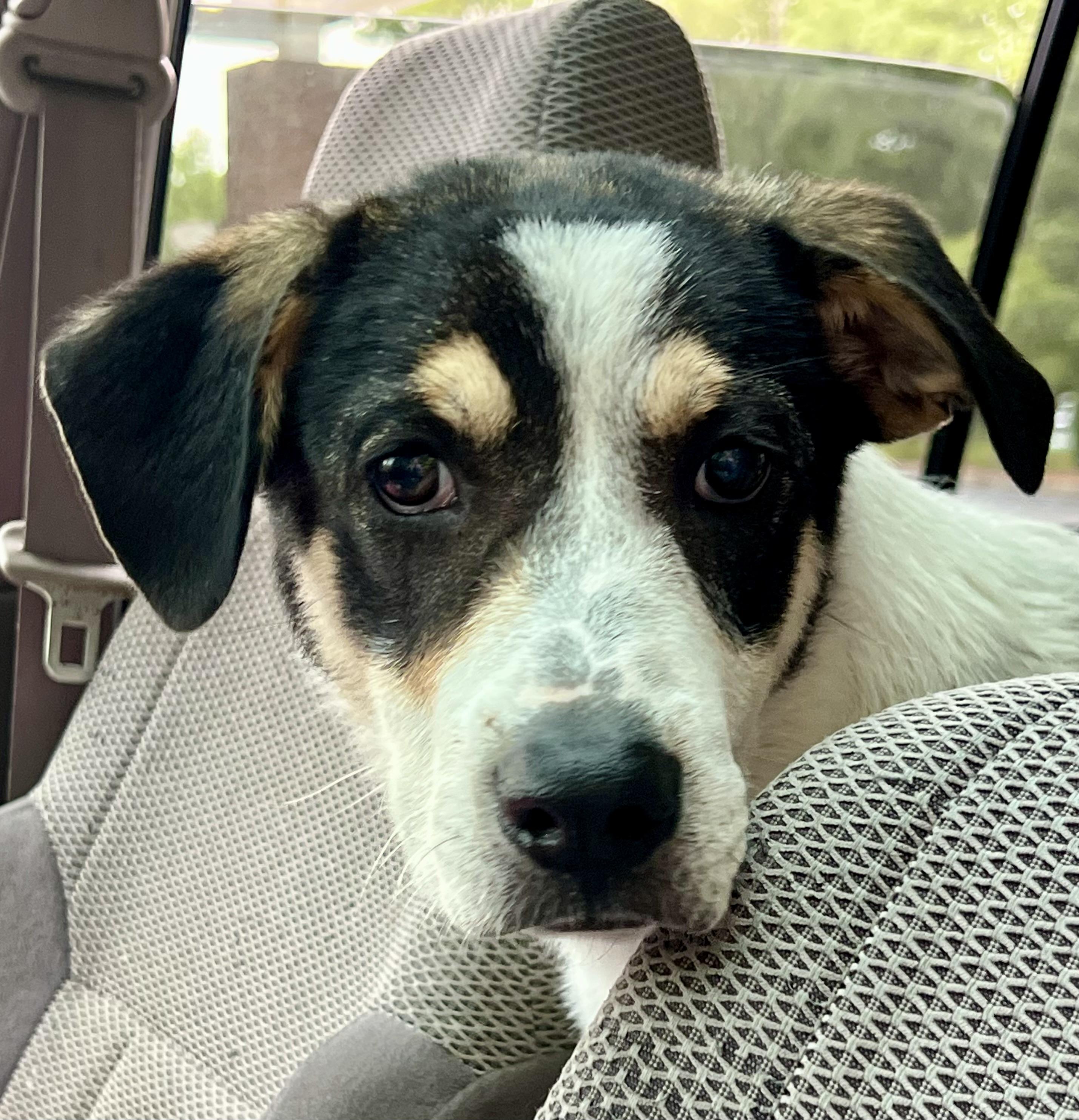 Maya, a ADOPTABLE mixed breed in Mt Pleasant, SC image 6/6