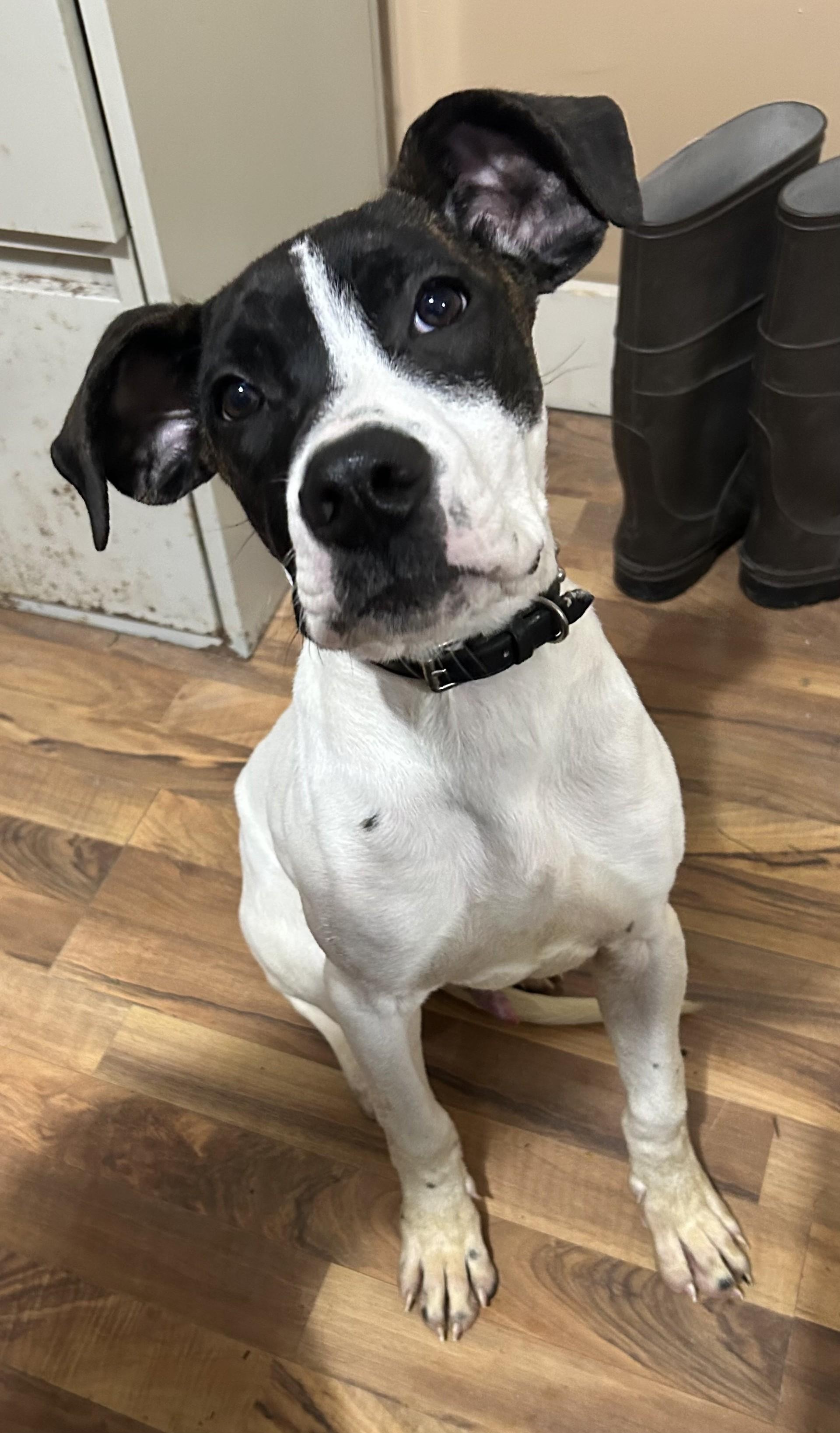 Enlarge Jack, a Adoptable mixed breed in Baldwin, MI image 1/1