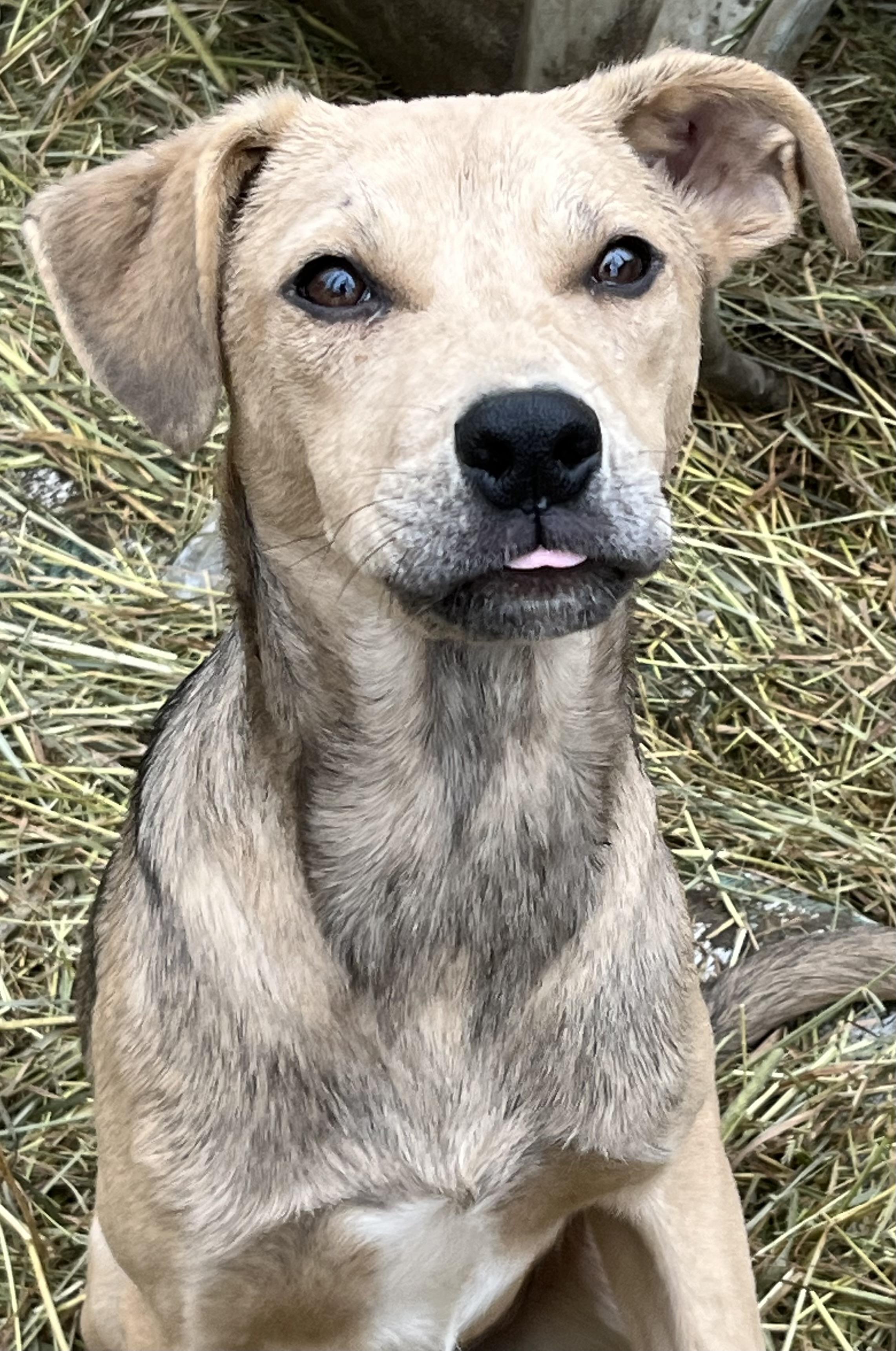 Tally , a ADOPTABLE mixed breed in Portland, ME image 1/4