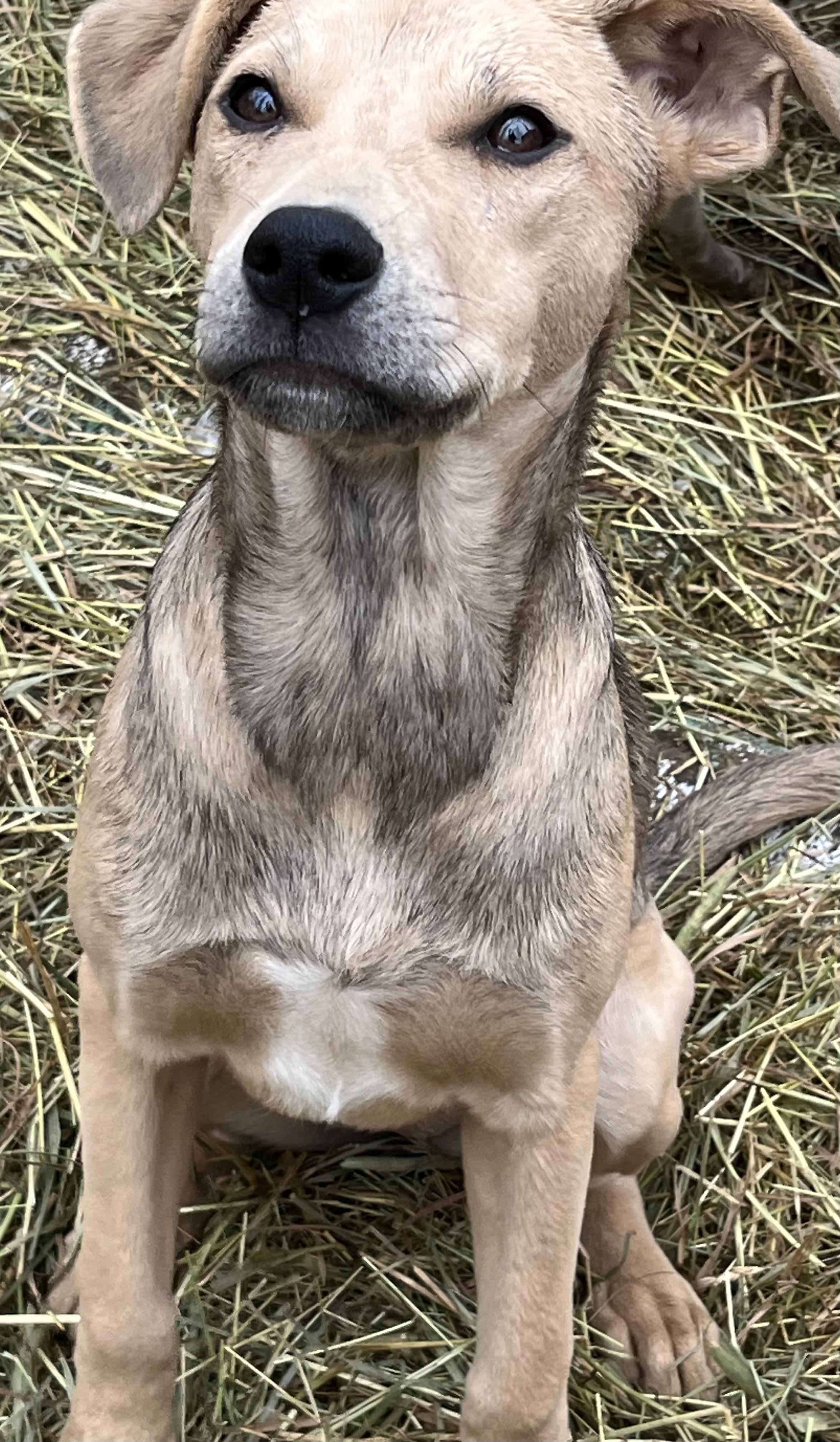 Tally , a ADOPTABLE mixed breed in Portland, ME image 2/4