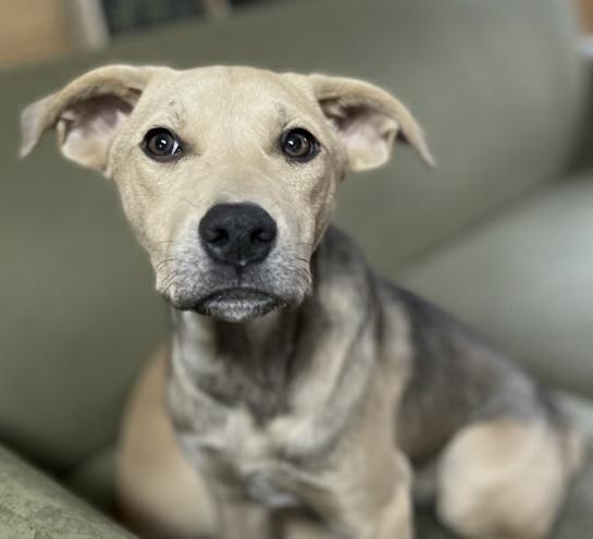 Tally , a ADOPTABLE mixed breed in Portland, ME image 3/4