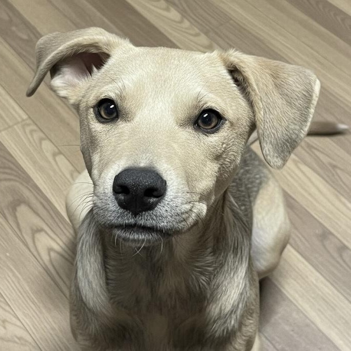 Tally , a ADOPTABLE mixed breed in Portland, ME image 4/4