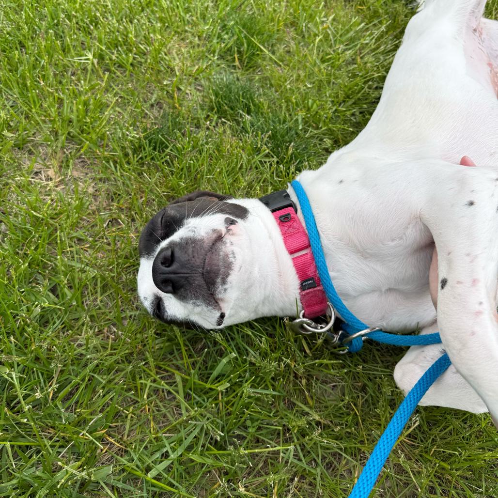 Clarabelle - In Foster, a Adoptable Pointer in Grand Rapids, MI image 1/6
