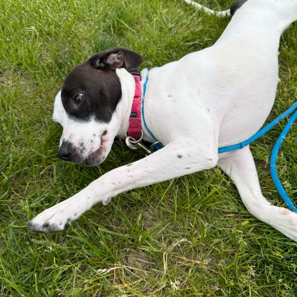 Clarabelle - In Foster, a Adoptable Pointer in Grand Rapids, MI image 2/6