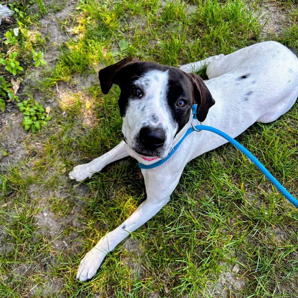 Clarabelle - In Foster, a Adoptable Pointer in Grand Rapids, MI image 3/6