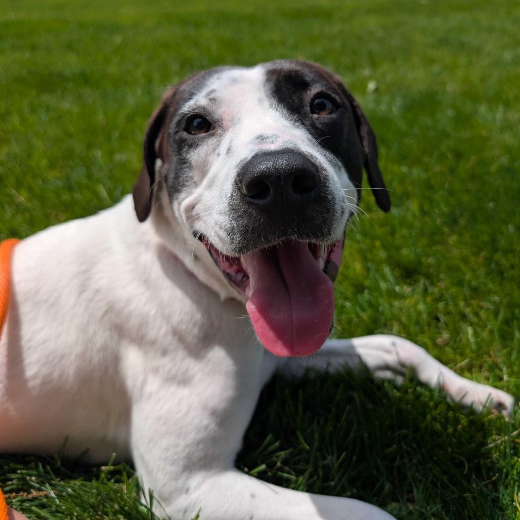 Clarabelle - In Foster, a Adoptable Pointer in Grand Rapids, MI image 4/6