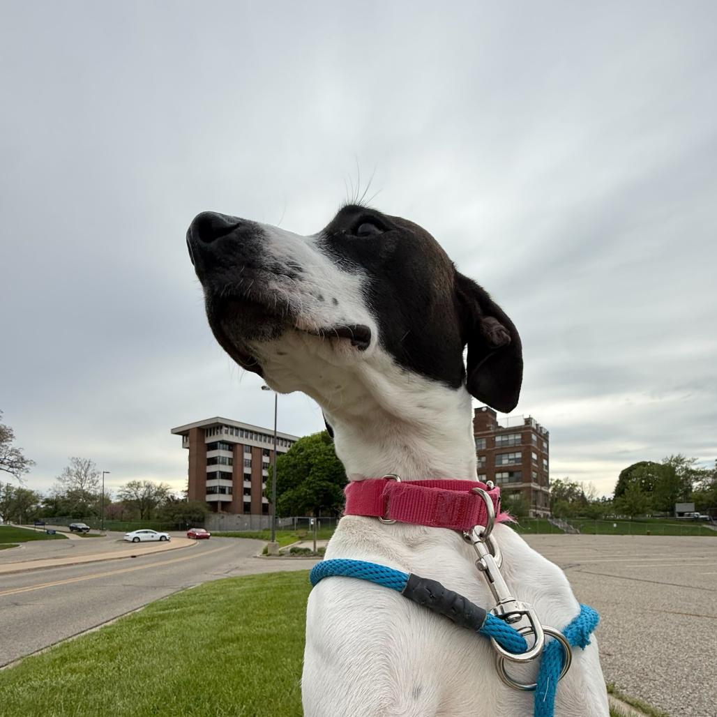 Clarabelle - In Foster, a Adoptable Pointer in Grand Rapids, MI image 5/6