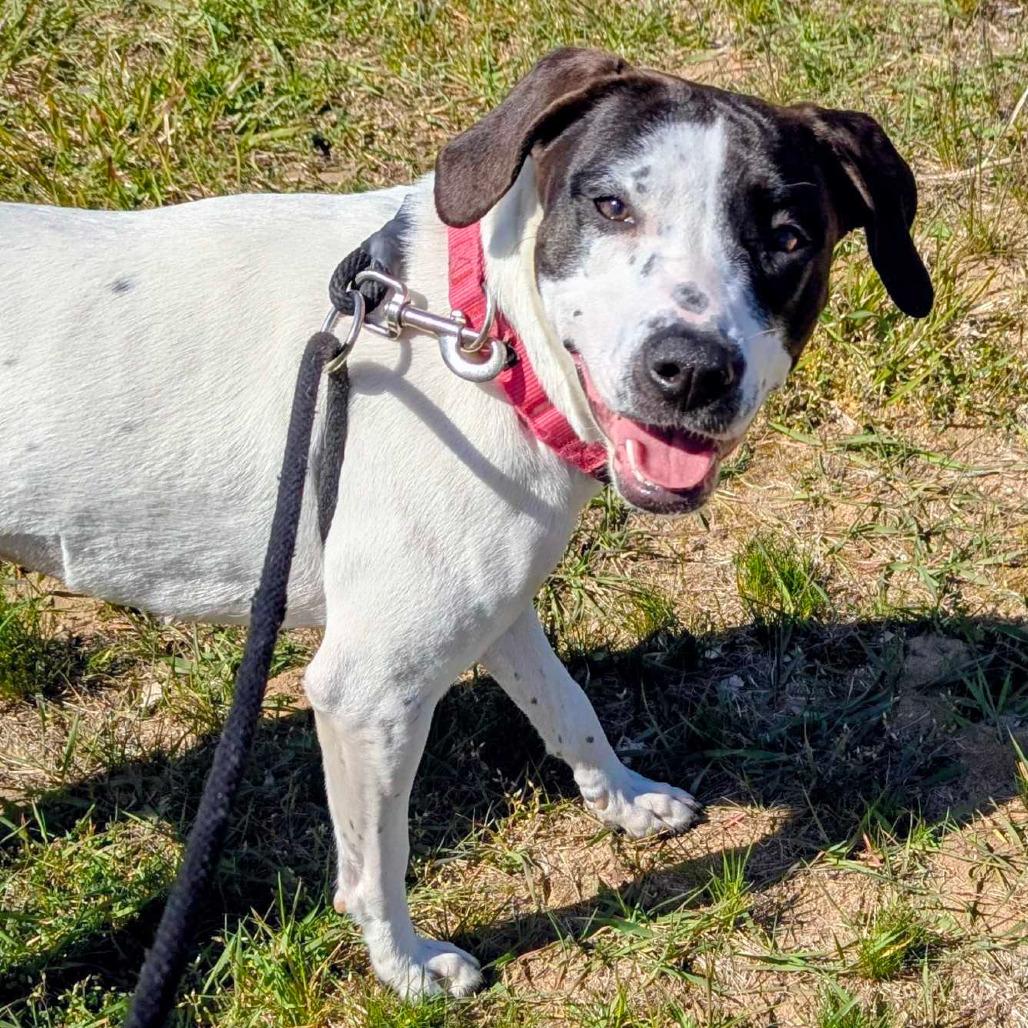 Clarabelle - In Foster, a Adoptable Pointer in Grand Rapids, MI image 6/6