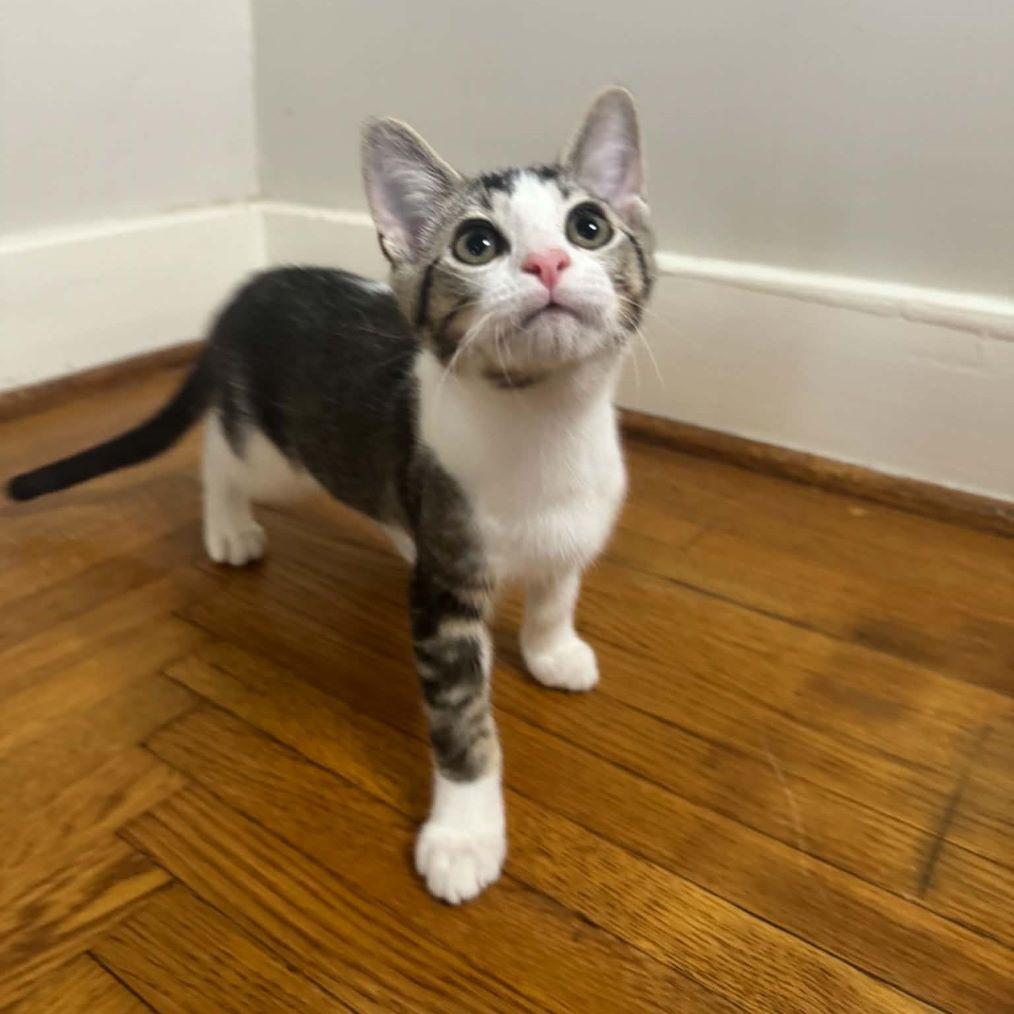 Enlarge Zaxby, a Adoptable mixed breed in Tulsa, OK image 2/6